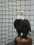 Eagle in refuge, Sitka