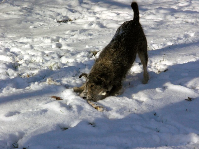 This is my stick - who buried it under this white stuff?
