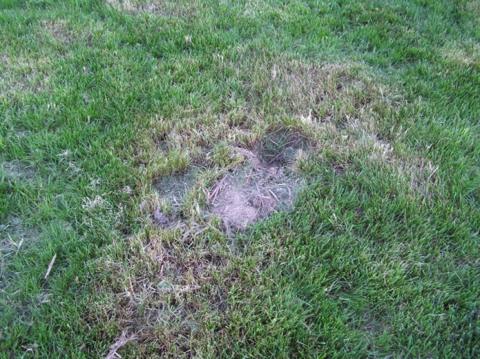The beautiful hole the bunnies left in our yard.