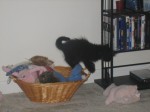Chip likes playing in Meg's toy basket