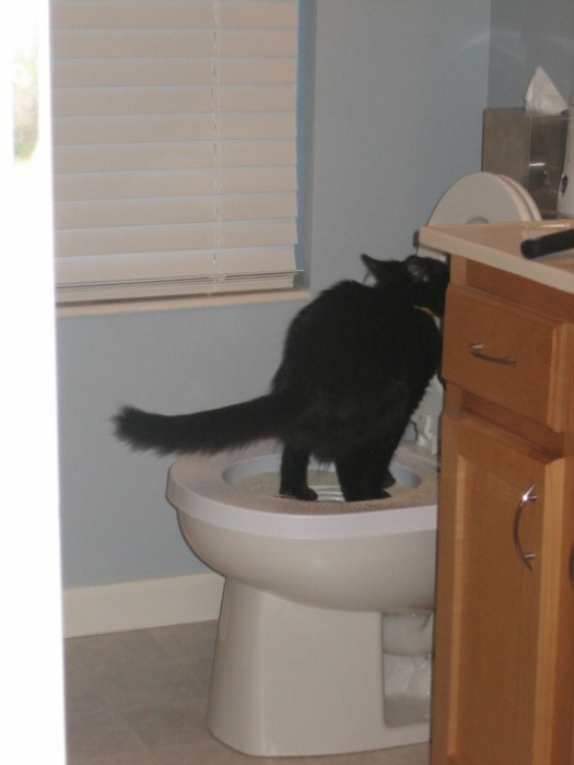 Caught Chip using the potty...how embarassing for him! :-)