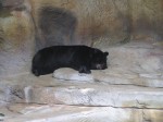 Spectacled Bear taking a nap