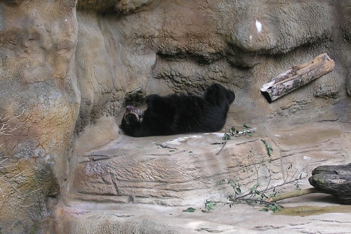 Spectacled Bear played with his feet.  He kept rolling around.  He reminded us of Megabyte