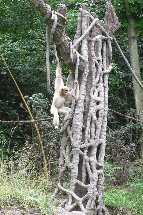 All the animals were very active today; the monkeys were all swinging around the trees.