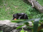 The zoo staff was feeding all the chimpanzees popsicles.  They LOVED them.  