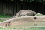 A napping rhino