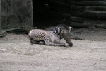 The baby zebra.  He was sleeping with his nose right in the dirt :-)