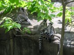 The lemurs were cute.  The two on the left were cleaning each other and the one on the far right kept a good eye on Paul