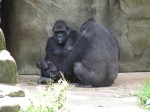 Mommy, Daddy and baby gorillas
