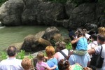 A zoo staffperson giving the elephants a bath and some peanut treats