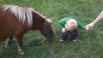 watching the horse eat grass.
