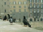 Pigeons on a bridge across the Arno