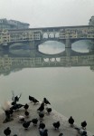 Ponte Vecchio in the fog with pigeons