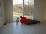Paul introducing Megabyte to her new favorite look-out spot; her tail is wagging!
