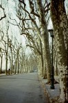 Birch tree-lined street in Lucca