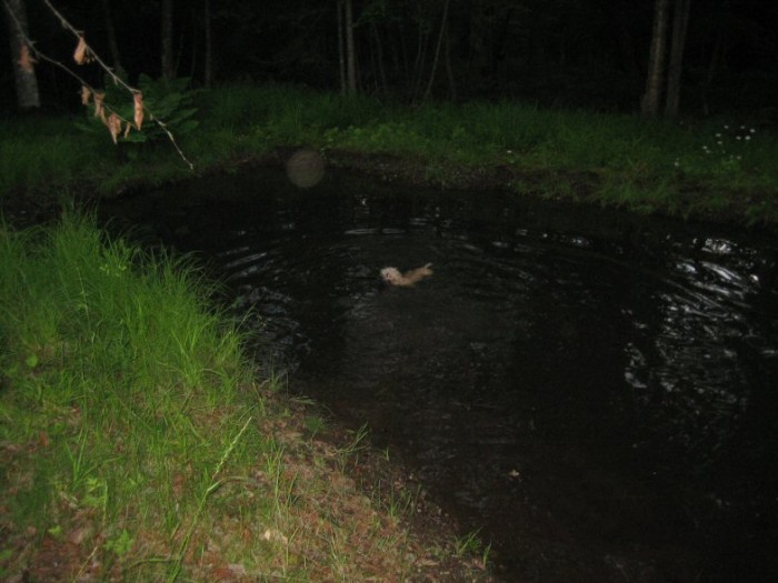 Meg swimming in Diana's pond