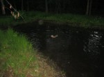 Meg swimming in Diana's pond