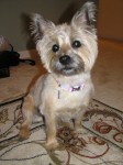 Highlight for Album: June 5, 2006   -   Meg shows off her cute haircut and girly collar