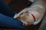 Bailey (Heinz & Colleen's dog) loves to snuggle everyone's feet
