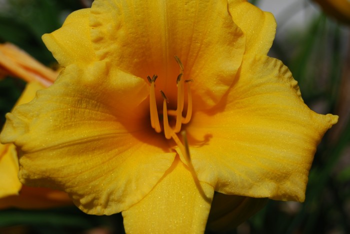 A day lily in our front bed