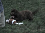 A relative brought their Labradoodle to Eddie's cabin.  It was strange, very fluffy - looked like a bear with a long tail!
