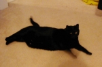 blurry-fat-KittyKitty