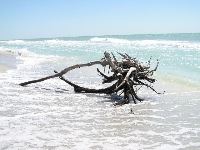 part of a tree washing around in the water.