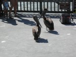 Pelicans on the pier waiting for a handout from the fisherman.