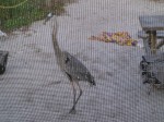This was a blue heron (??) that was at our back door the morning we were going to leave.  Phil had a grand ol time taking pics of it (in his boxers!)