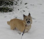 Highlight for Album: Snow Puppy