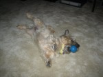 Rolling over with her ball