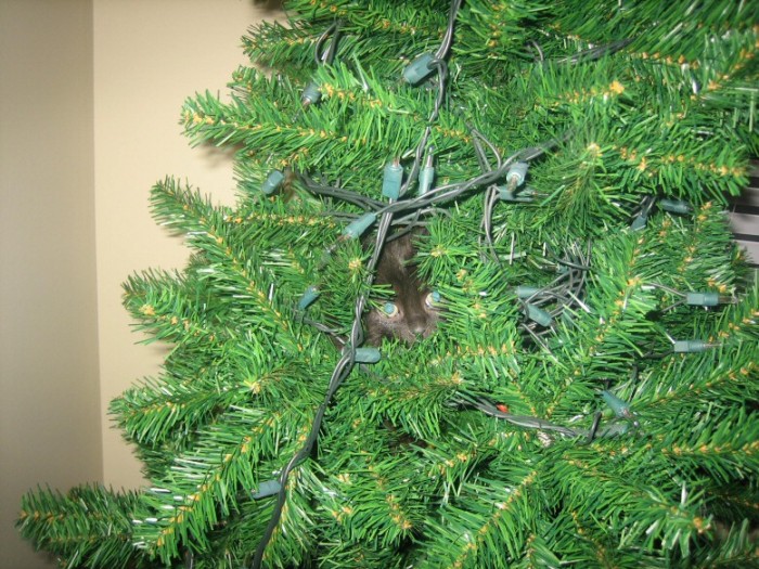 A close-up of Chip in the tree in a mix of tangled lights