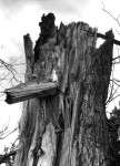 Another tree