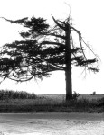 Windblown tree in farmer's field