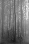 Forest and fog near Stuttgart, Germany - 1971