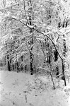 Woods and snow, Stuttgart, Germany - 1971