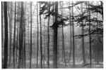 Afternoon fog in woods near Stuttgart, Germany - 1971