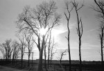 Trees in farm field near Rantoul, Illinois - 1966