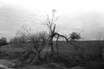 Lightning struck tree in field near Rantoul, Illinois - 1966