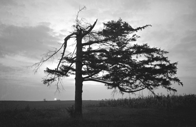 Dead tree near Rantoul, Illinois - 1966