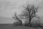 Trees in field near Rantoul, Illinois - 1966