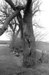 Another lightnin struck tree near Rantoul, Illinois - 1966