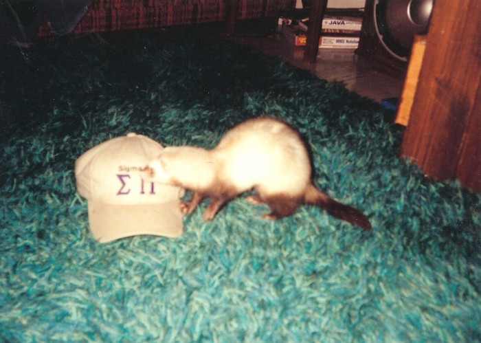 Peekaboo my ferret and the fabulous shag carpet.