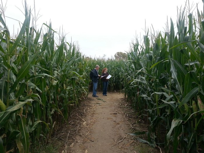 Heinz and Emily navigating the corn maze